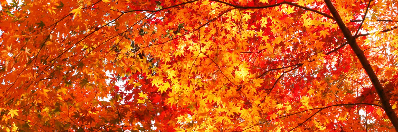 Fall Leaves - Claycomb Chalets
