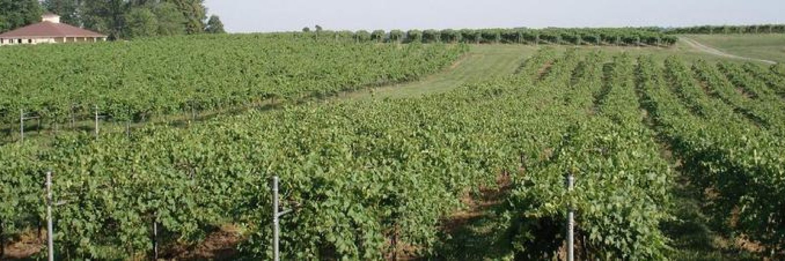 Bella Terra Vineyards