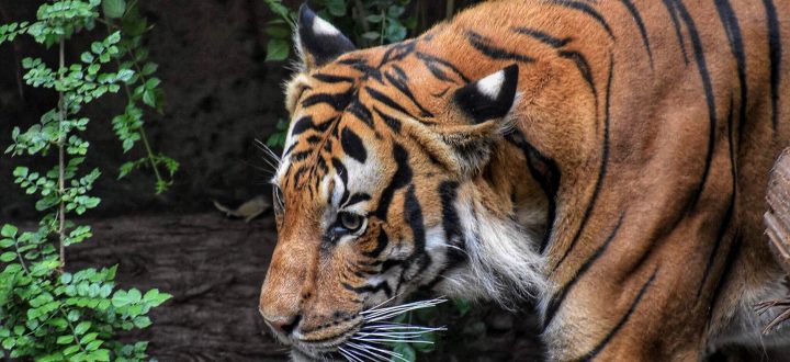 Pittsburgh Zoo